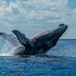 Whales are slowing down... should you worry?